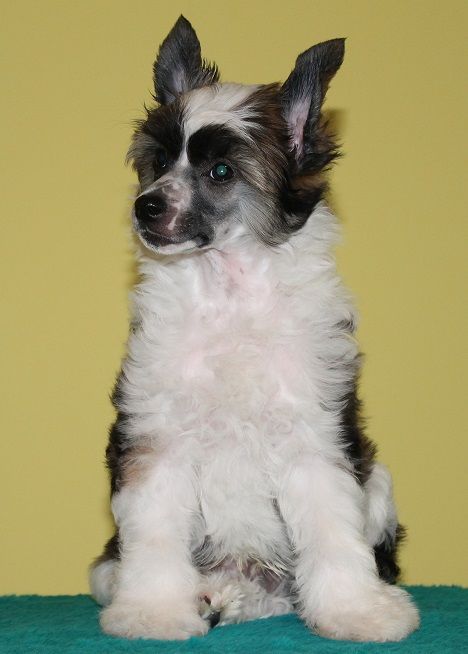 Danillo Little Gangstadogs