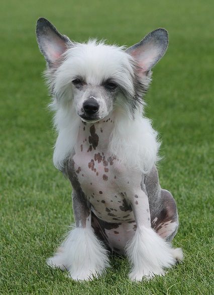 Debbie Little Gangstadogs