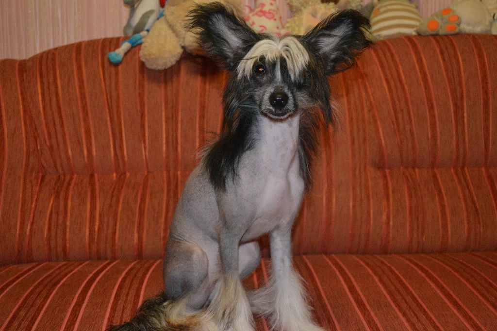 Orero Lovely Zhuanna