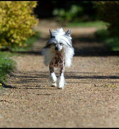 CandyCresteds Maximus