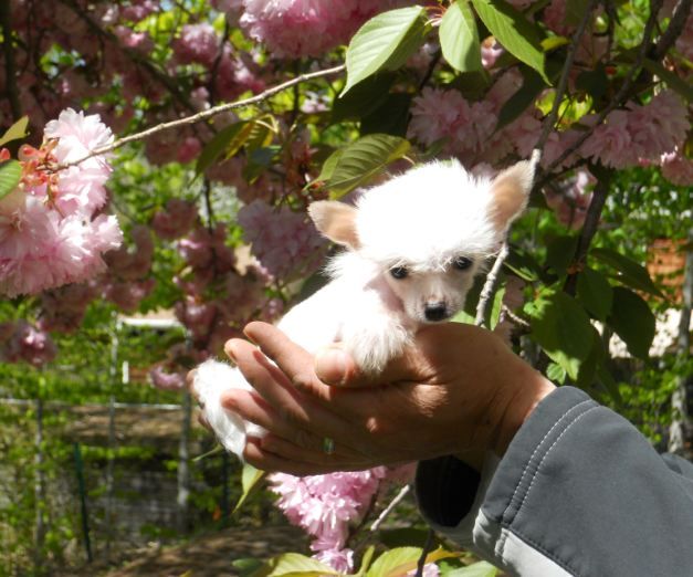 Mythic Micro Breeze Over Snow