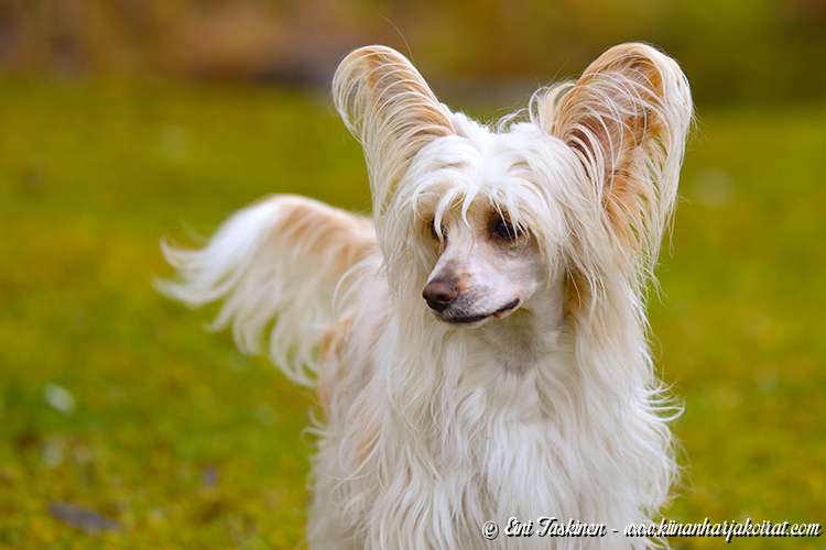 Old Chum's Quite Creamy