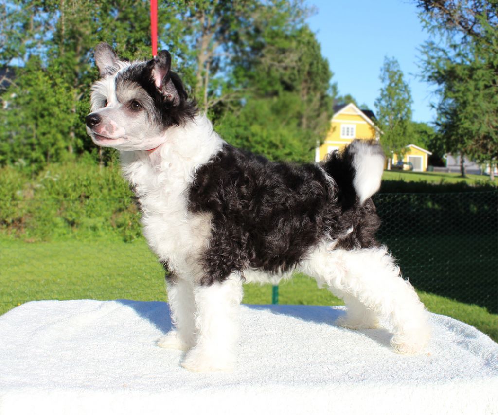 Sirocco Fortune Spun By Straw