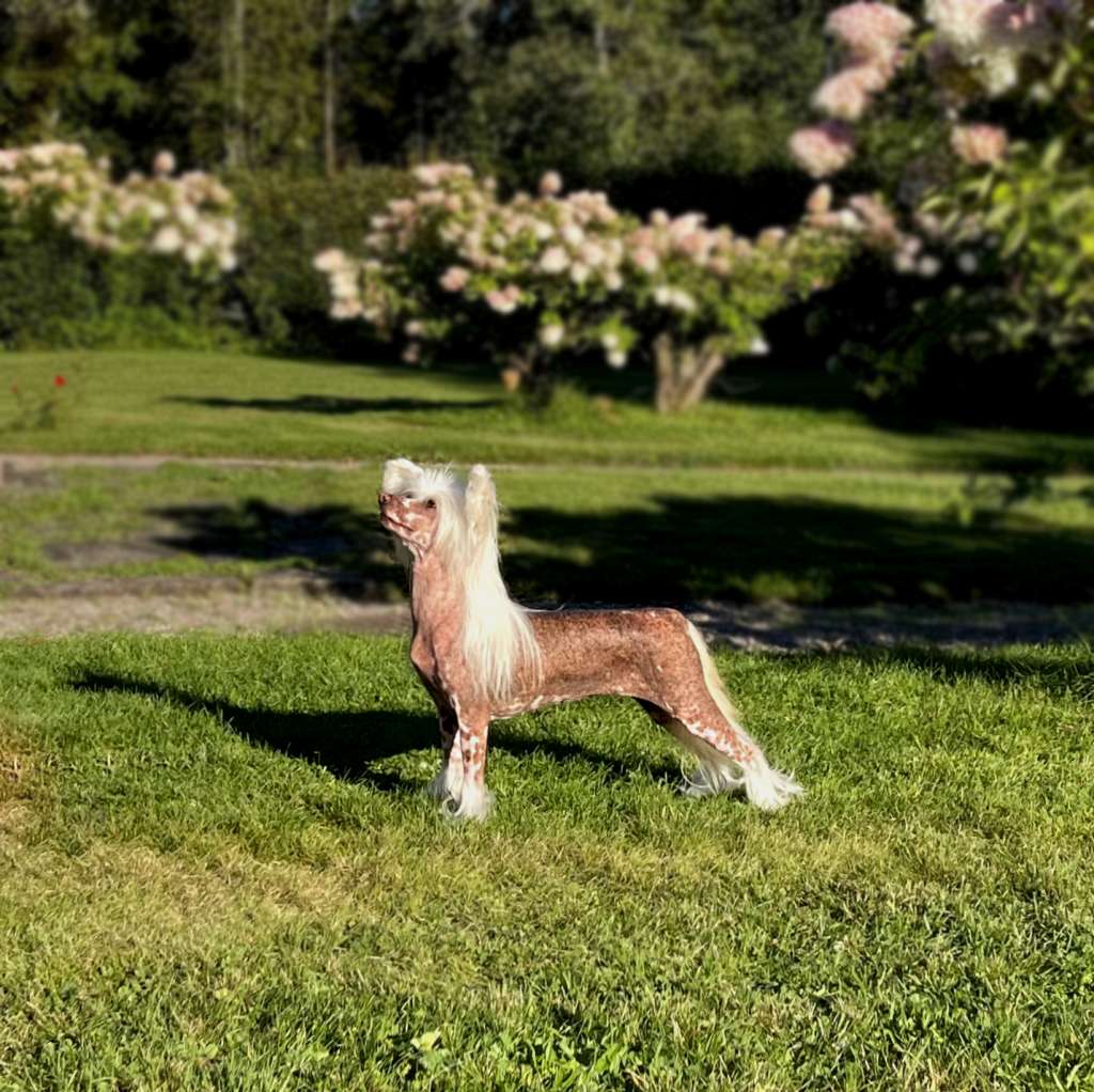 Sirocco Endless Locks Of Eventide