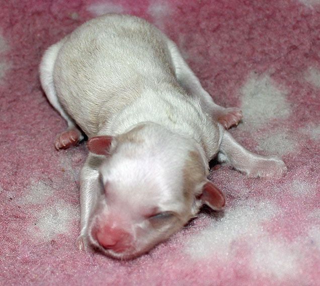 Silkencrest Biscuit Ballerina