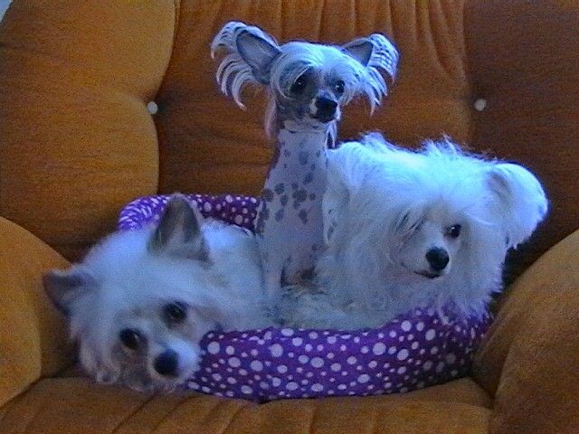 Shanri Barkiss S Prikubanskogo