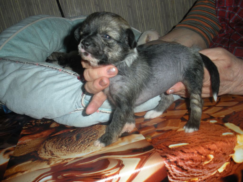 Vellar Pljus Aver Yana