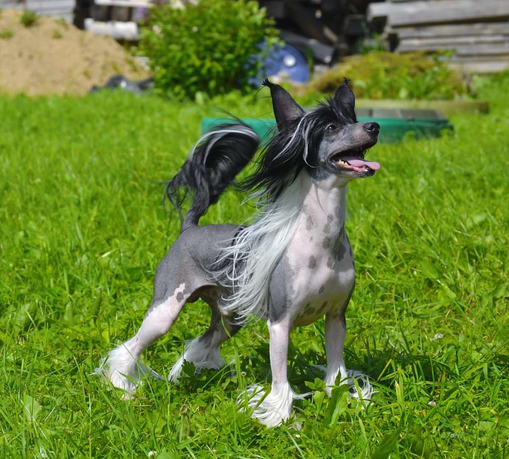 Volshebnaja Loshadka Zhaikob