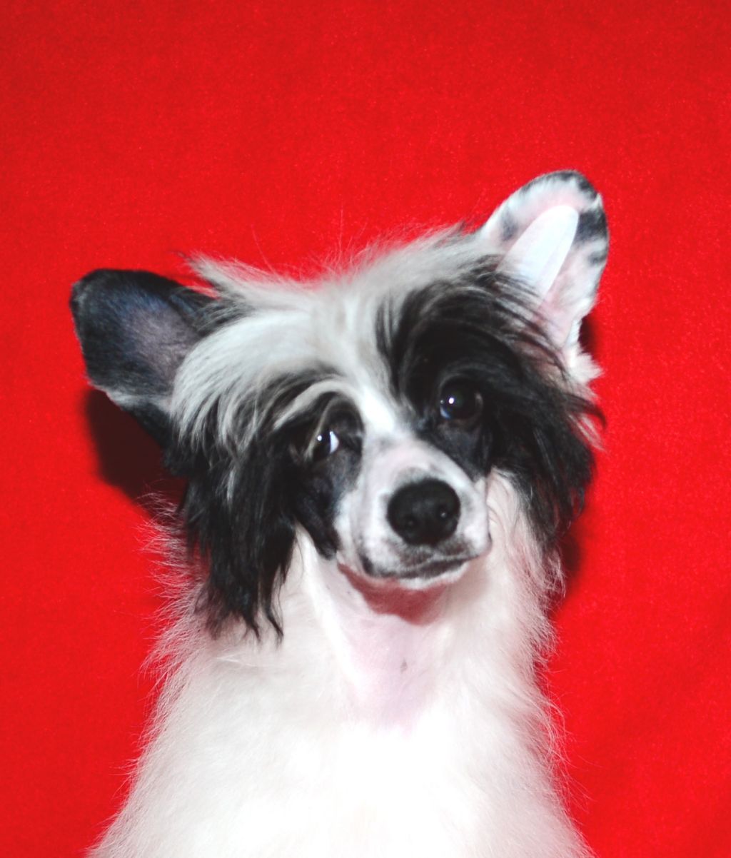 Volshebnaja Loshadka Zhenev'eva