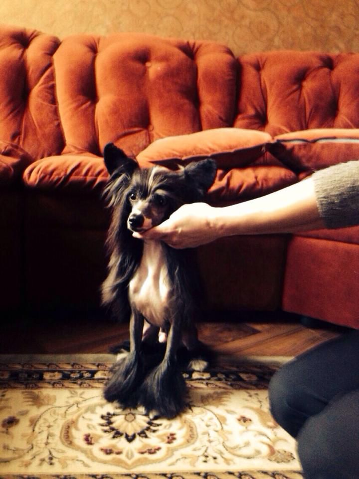 Imperator Dom Risorto