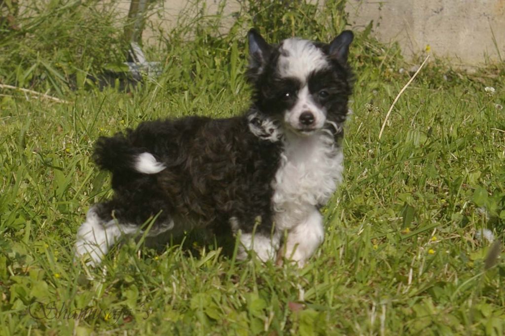 Shamusajo's Foxy Lady