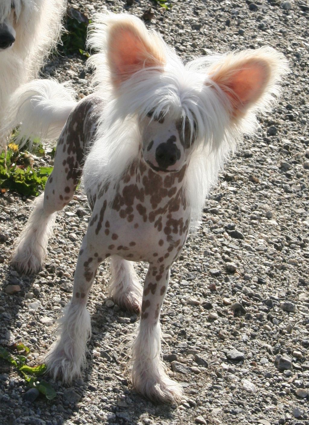 Drömtorpet's Yohio Lights For A Day