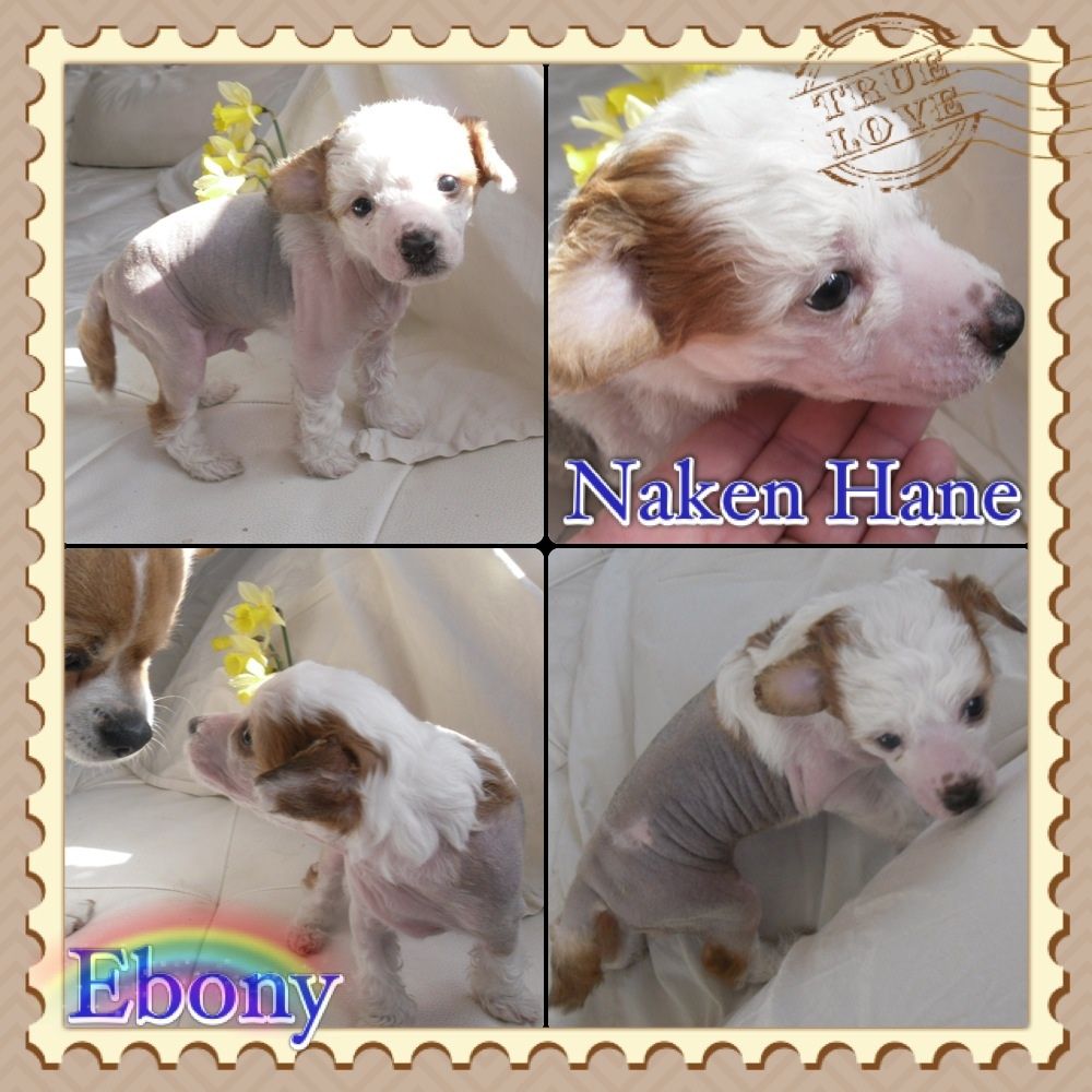 Prinzezz Fini's Ebony