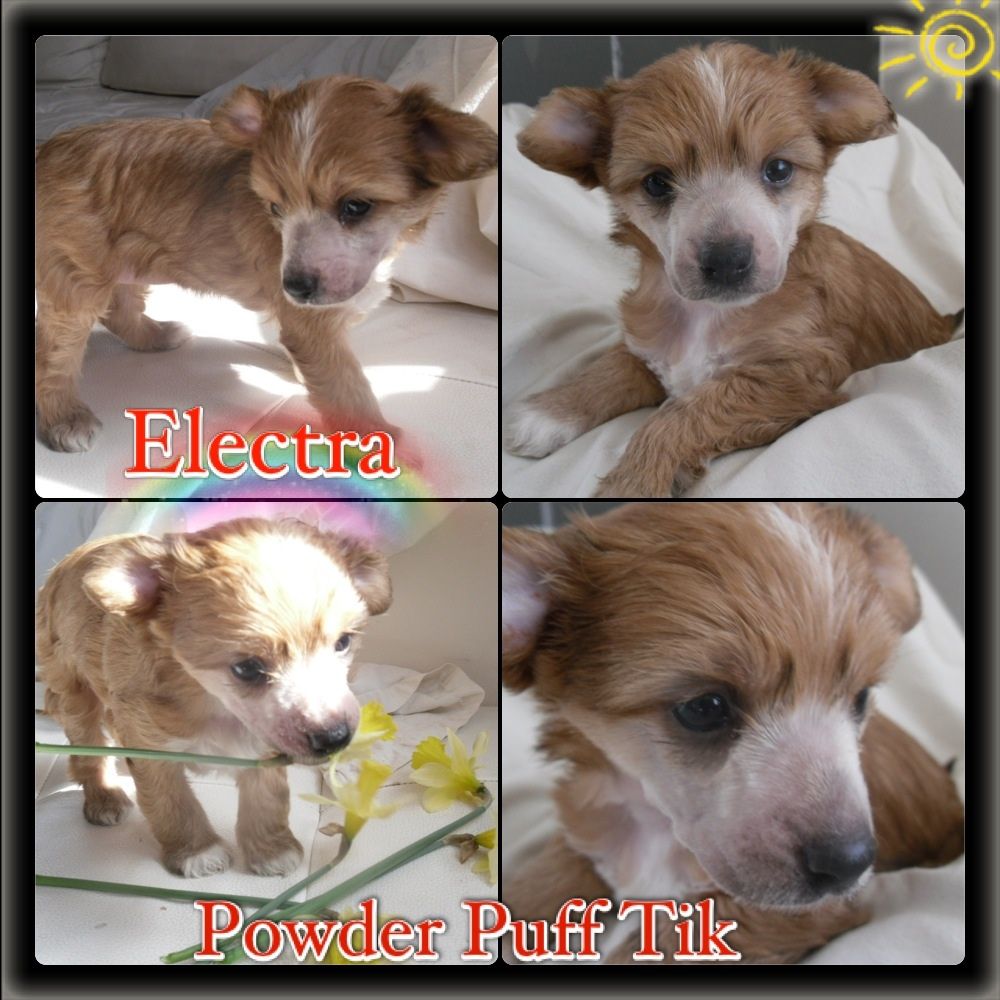 Prinzezz Fini's Electra