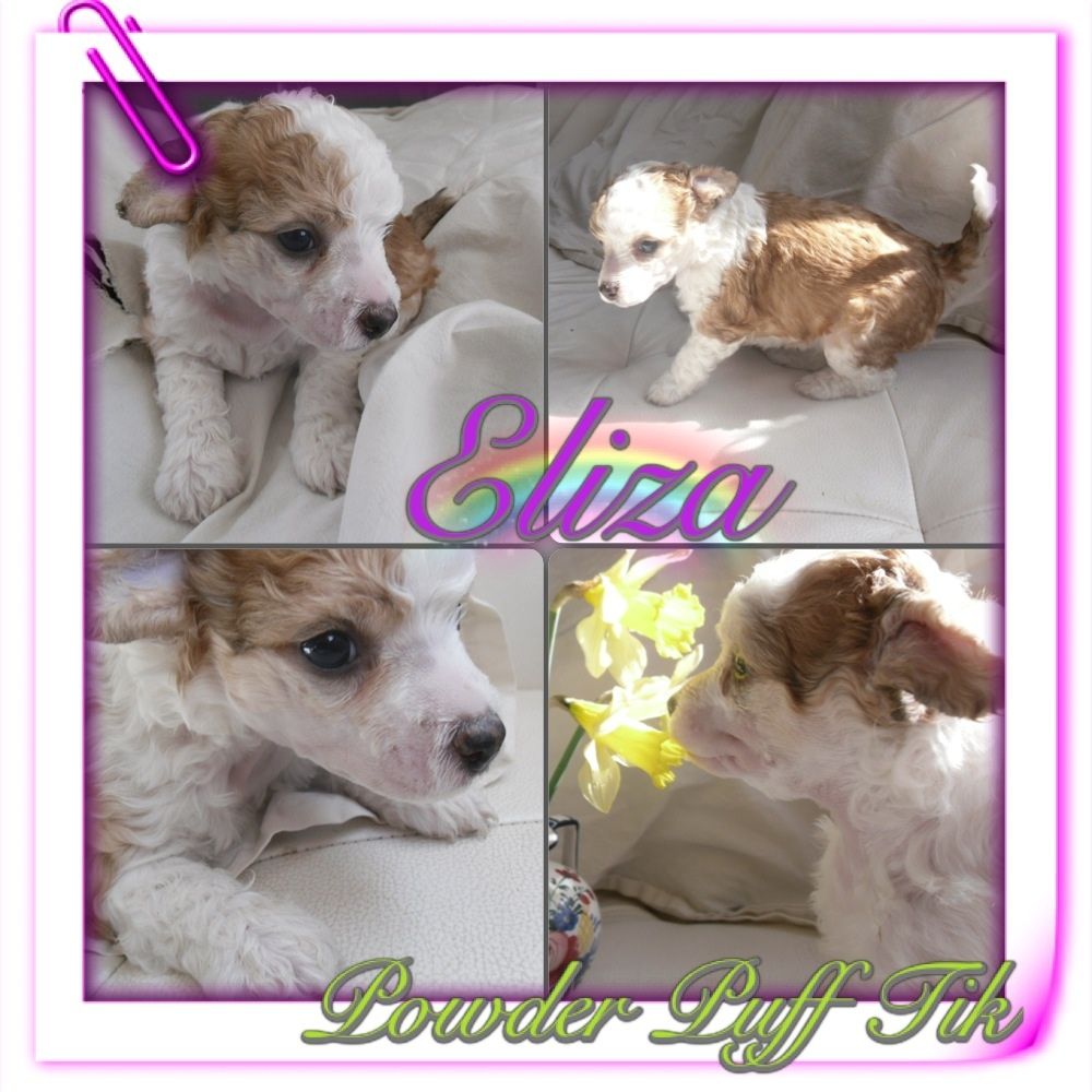 Prinzezz Fini's Eliza