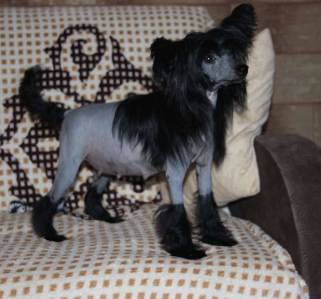 Charuyuschiy Soblazn Flower Black B'yuti