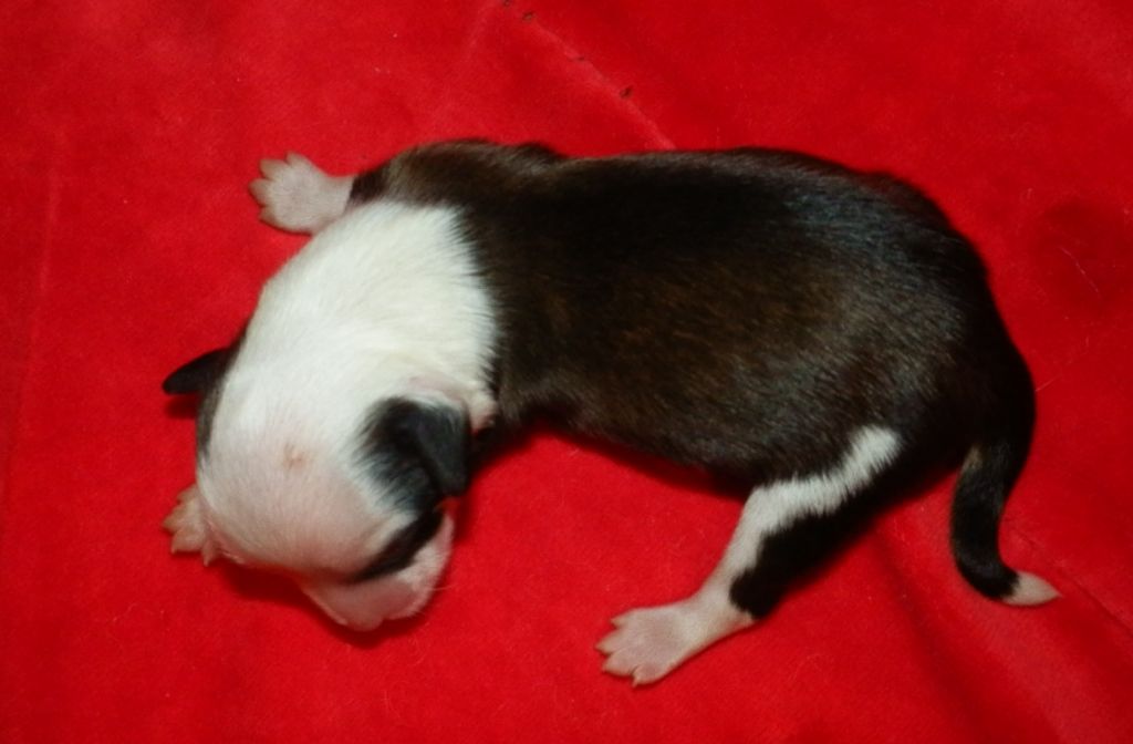 Orero Lovely Zutat Ruhm