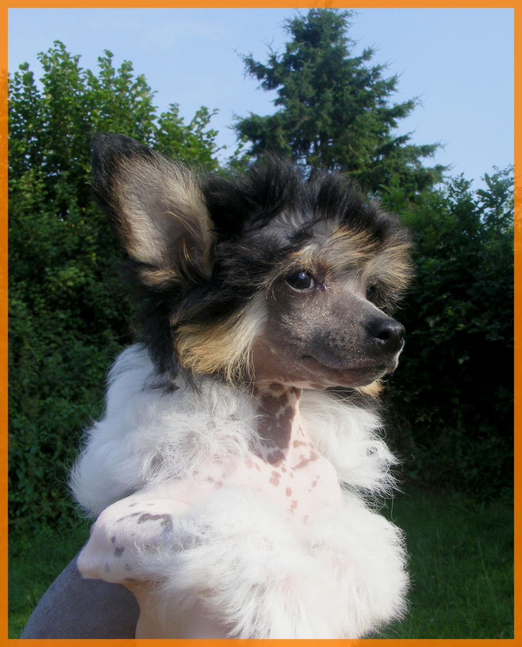 Dîndhâli Igita Figita