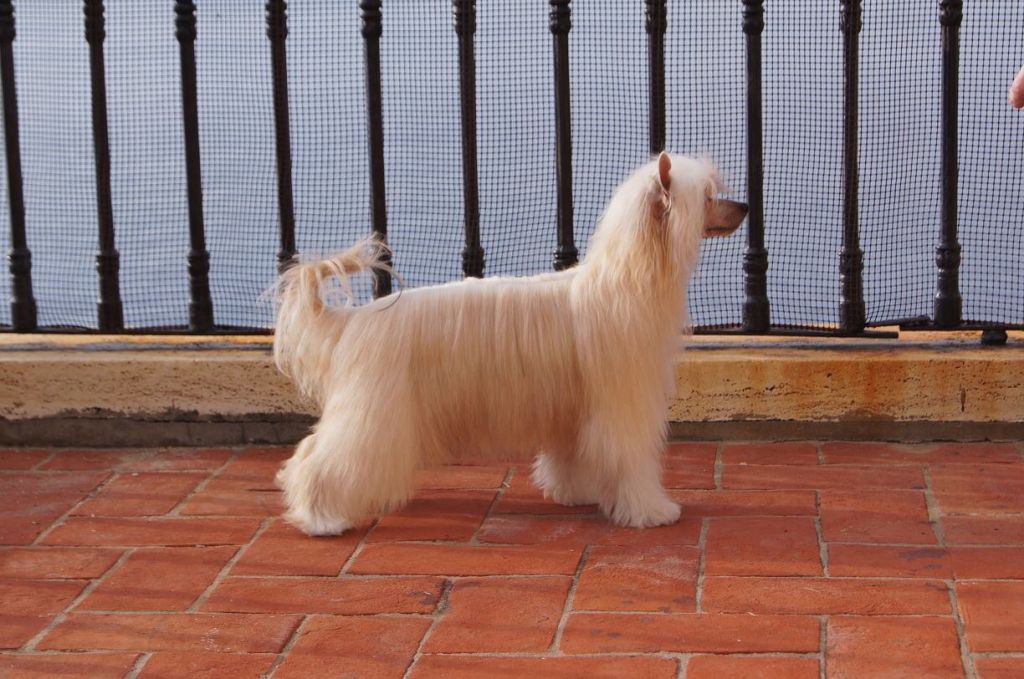 Pani Doktorowa Next Germanika