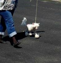 Fan - Fan The Tulip Angel Of Beautu