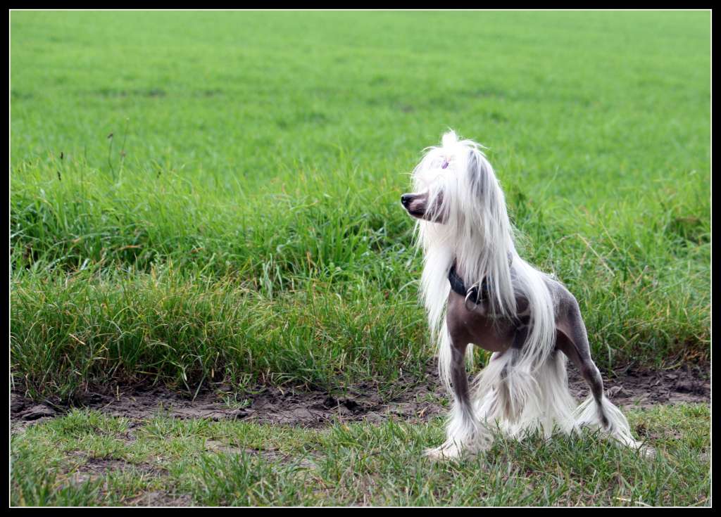 Little Crazy Cresteds Aslan