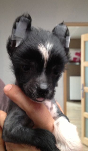 Darkmoon Paradise Ismo