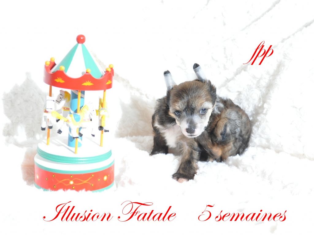 Darkmoon Paradise Illusion Fatale