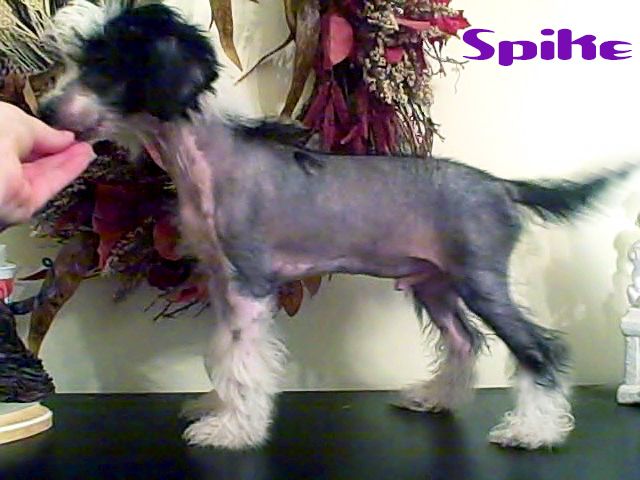 Sakkarra Black/pink City that never sleeps