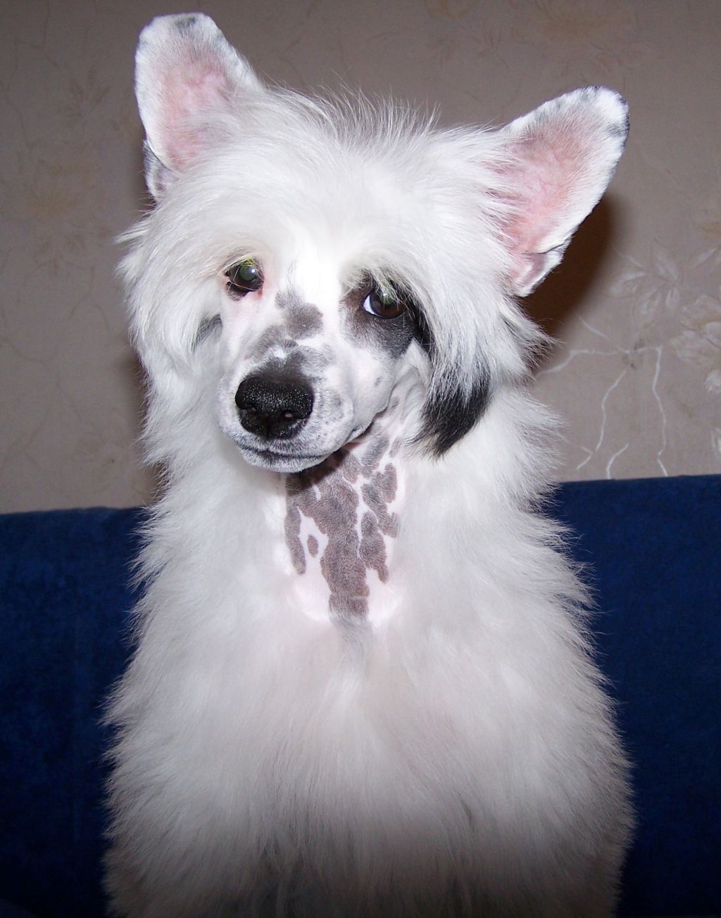 Bad  Blizzard Labas Rytas