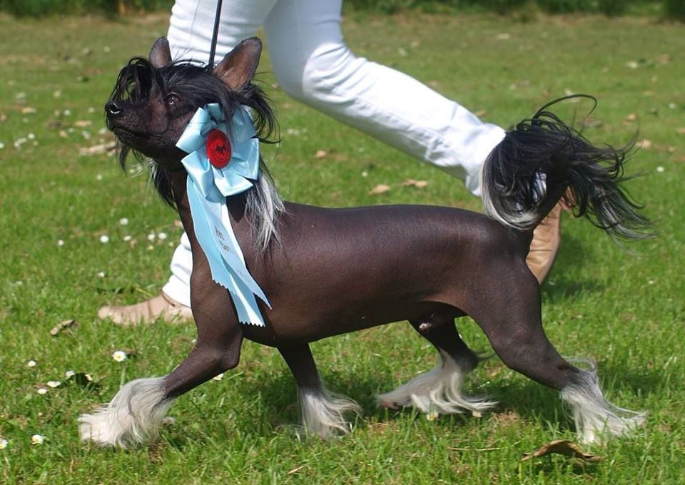 Bingo Boy Labas Rytas