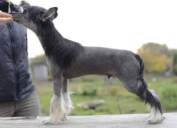 Bossy Buzzer Labas Rytas