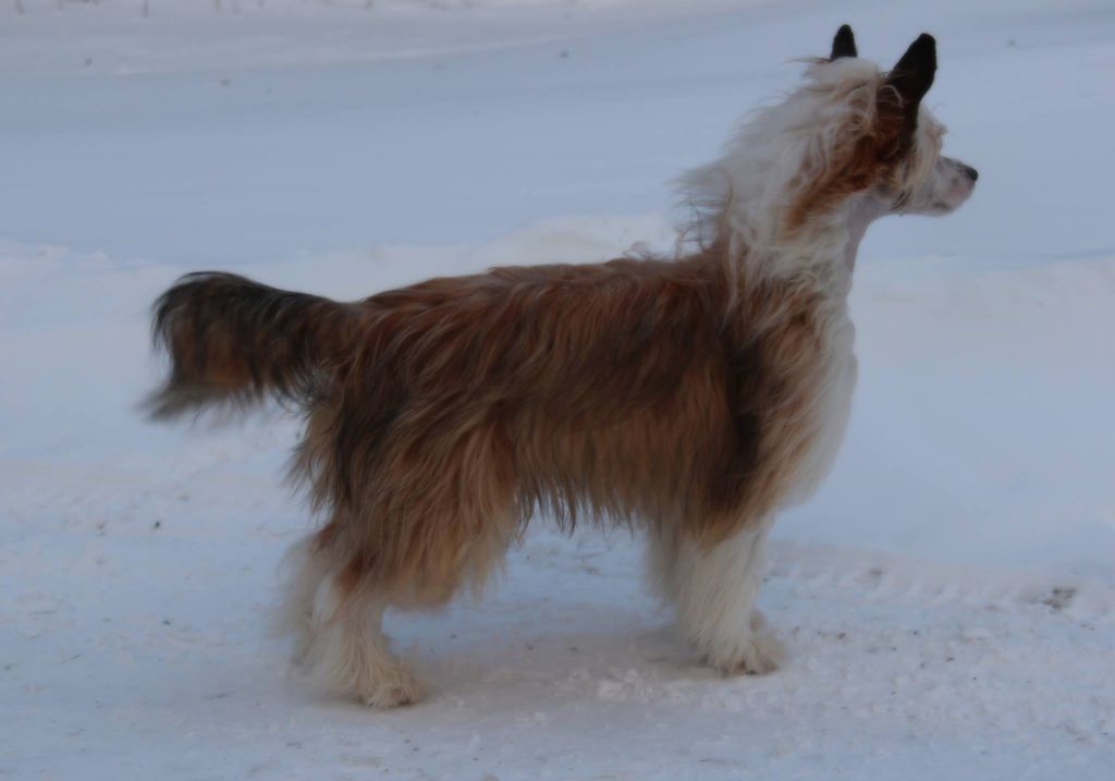 Alphavilles Crazy, Stupid Love