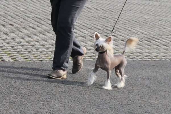 Magnum Top Model De Rama