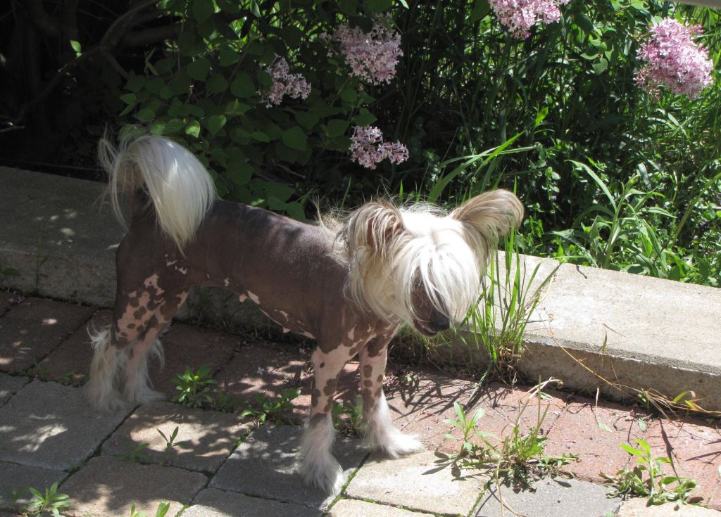 Nu Poil's Red Ruby Slippers