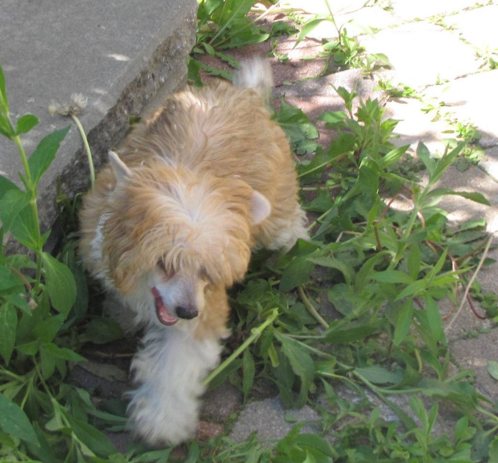 Nu Poil's Savage Lioness Kayou