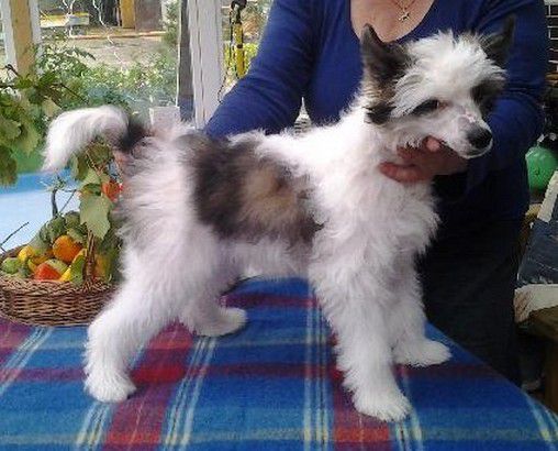 Aramis Modrá Laguna Moravia