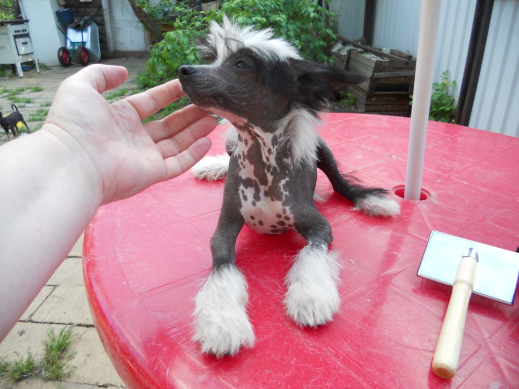 Fancy Style Liverpool