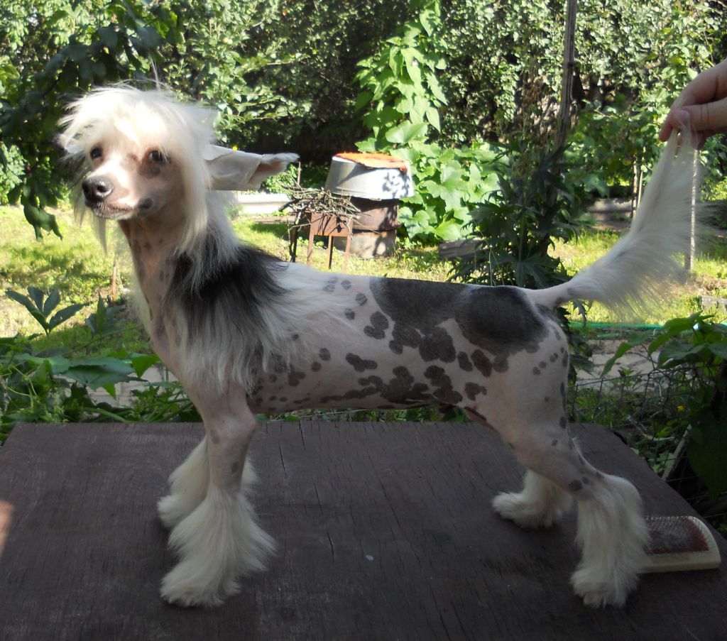 Fancy Style Luksemburg