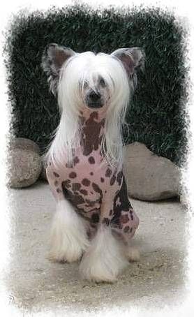 homer des gamins de rubis