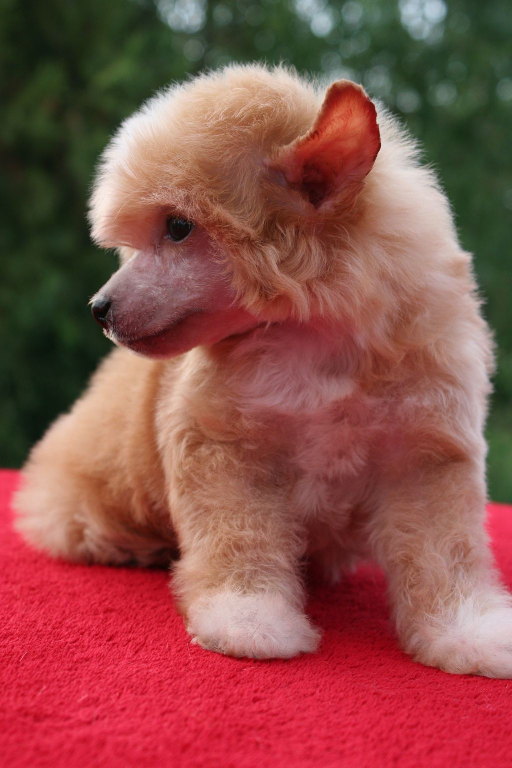 Fast Shock de Fageiro