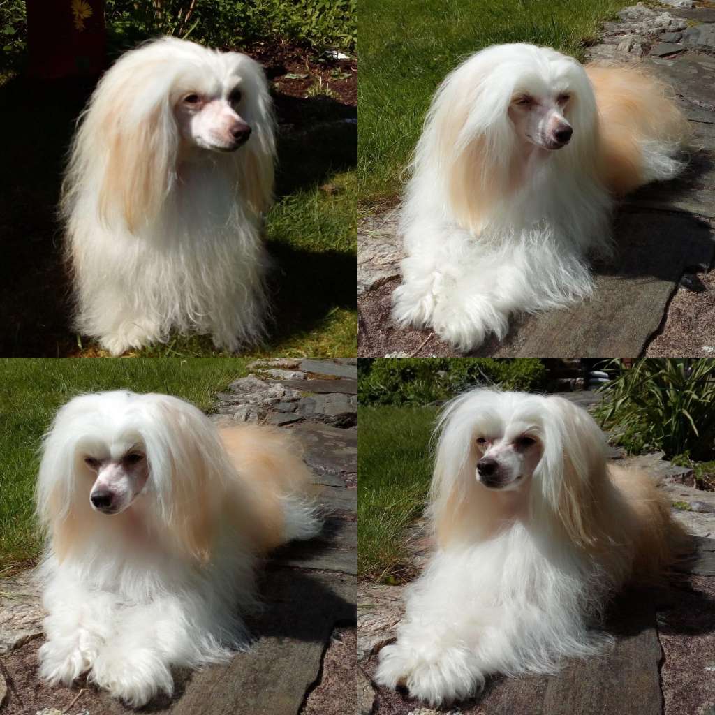 Absolute Souls Dream Potion