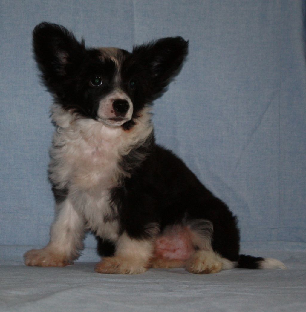 Fantazy Night Riki Romeo