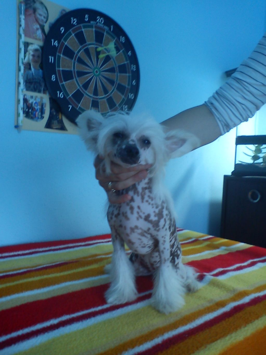 O'Hara Little Dare Devil Sarbona