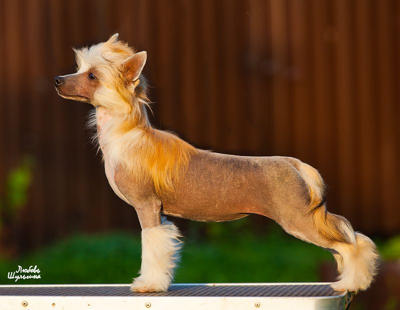 Olegro Katrin Delusion Of Grandeur