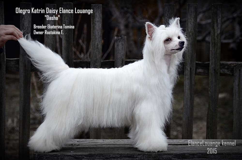 Olegro Katrin Daisy Elance Louange