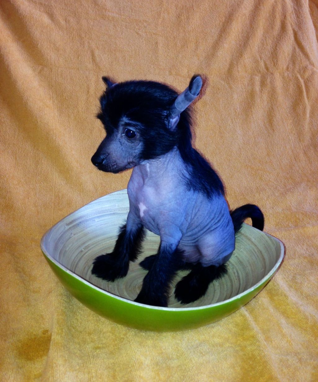 Narciss Mister Black Shokolat