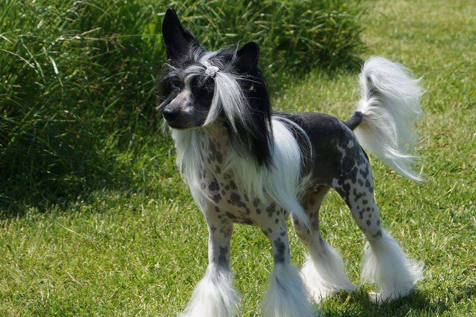 SAMANTA z Gwiazd Kasjopei