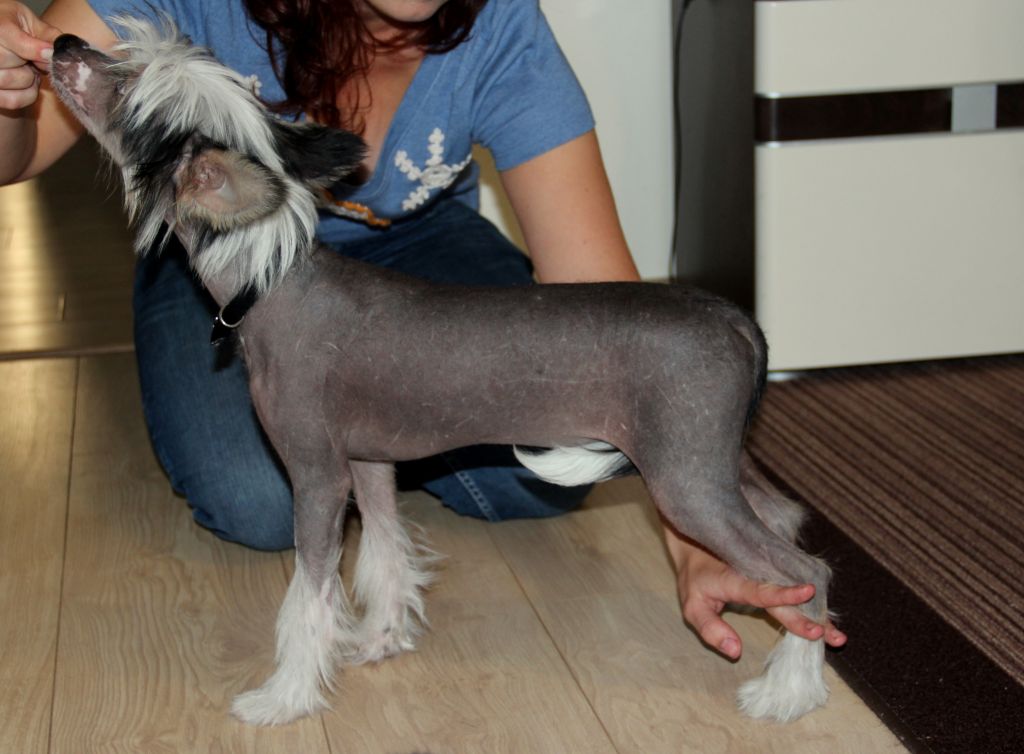 ALGOL Sprawdz w Slowniku