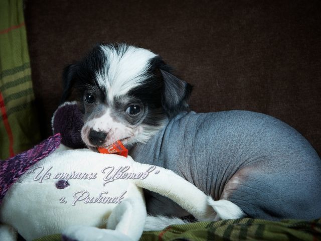 Ejen Klod Marel' Iz Strani Cvetov