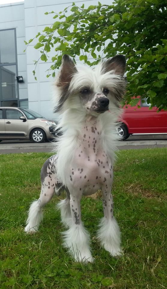 CandyCresteds Standing Ovation